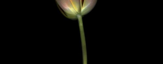 Michael James O’Brien     ‘’Lale’nin Rejenerasyonu/ ‘’Tulip Regeneration’’ afiş